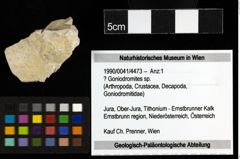 Foto (Objekt + Etiketten) von ? Goniodromites sp. 